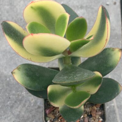 Crassula ovata 'Maruba Kagetsu