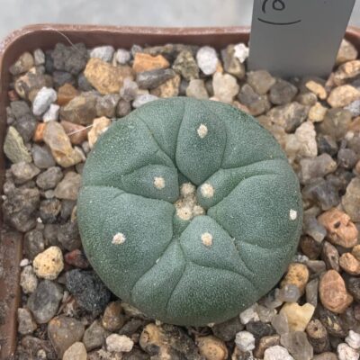 Lophophora fricii (La Pe)