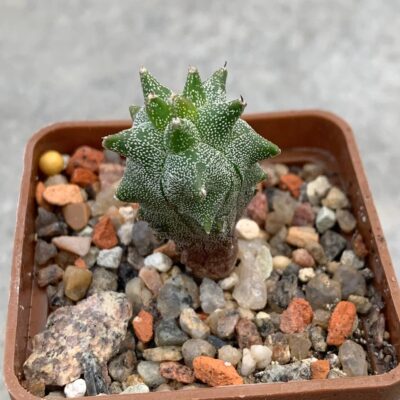Astrophytum myriostigma *Kikko*