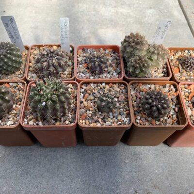 Акційний набір "Eriosyce/copiapoa"