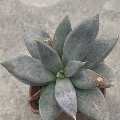 Echeveria xichuensis RUS 565