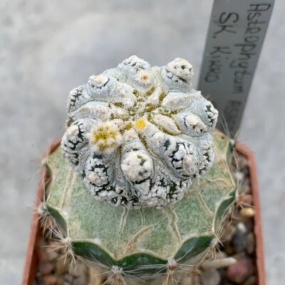 Astrophytum asterias ‘Kikko’