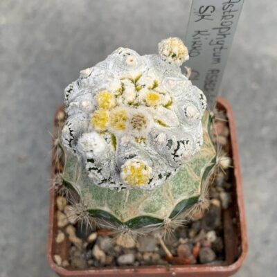 Astrophytum asterias ‘Kikko’