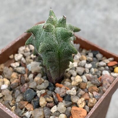 Astrophytum myriostigma *Kikko*
