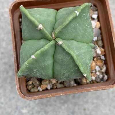Astrophytum myriostigma nudum quadricostatum