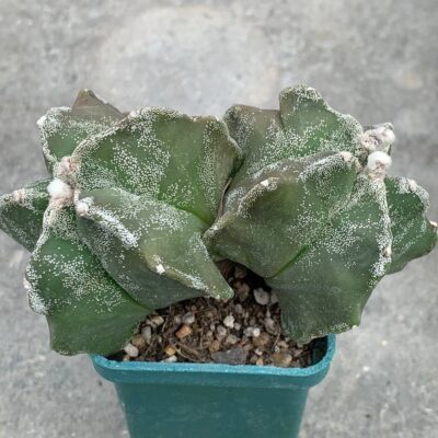 Astrophytum myriostigma *Kikko*
