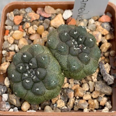 Copiapoa hypogaea (Flamenko, Chile)