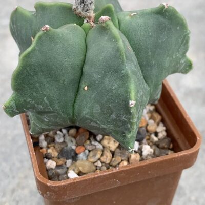 Astrophytum nudum ‘Kikko’