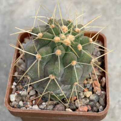 Copiapoa haseltoniana
