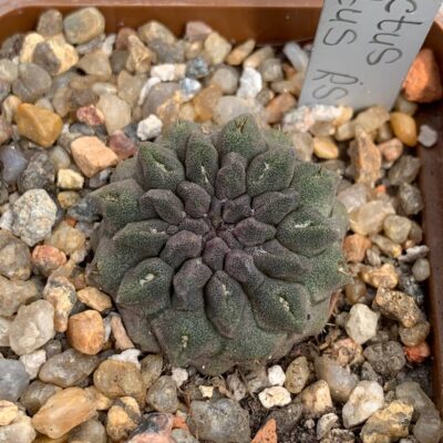 Pyrrhocactus occultus RS 1958