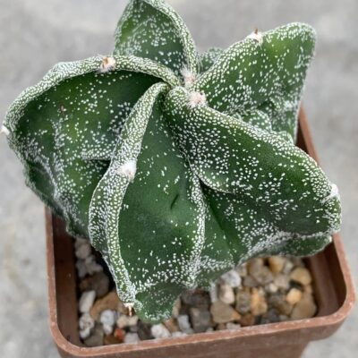 Astrophytum myriostigma Fukuryu