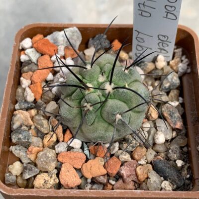 Copiapoa dealbata (Punta Lobos)
