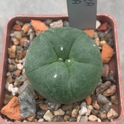 Lophophora echinata