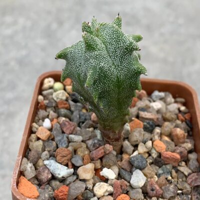 Astrophytum myriostigma *Kikko*