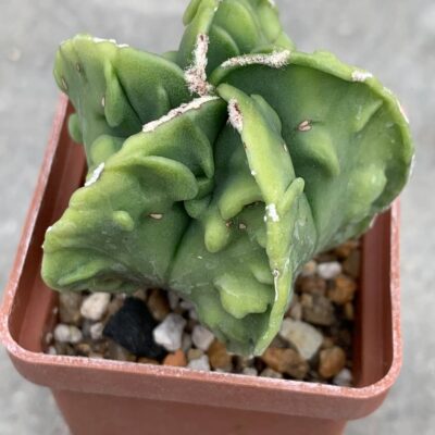 Astrophytum myriostigma nudum Fukuryu