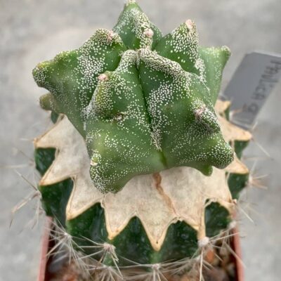 Astrophytum myriostigma *Kikko* Pavlica