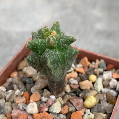 Astrophytum myriostigma *Kikko* variegata