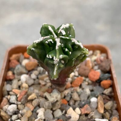 Astrophytum myriostigma nudum Fukuryu