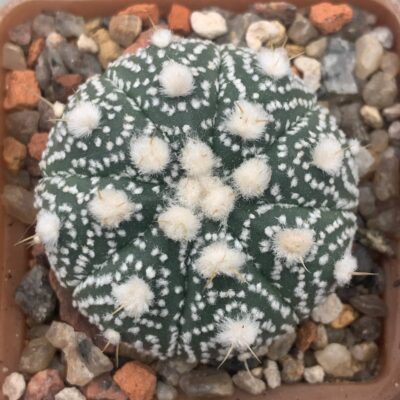 Astrophytum asterias ‘Kikko’ hybr