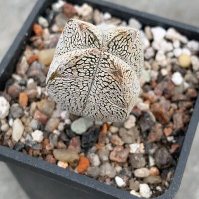 Astrophytum cv Onzuka quadricostatum