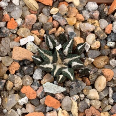 Ariocarpus kotschoubeyanus var. elephantidens