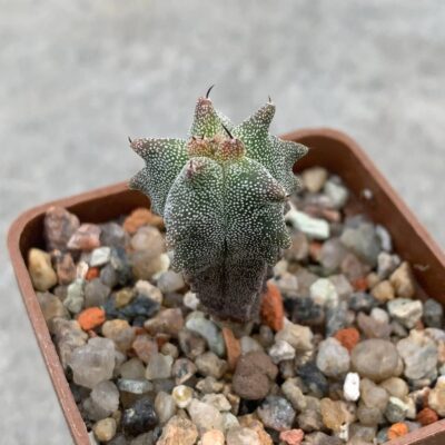 Astrophytum myriostigma *Kikko* variegata