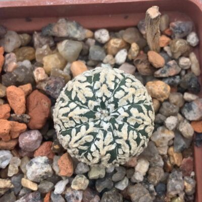 Astrophytum asterias “Super Kabuto” V-type