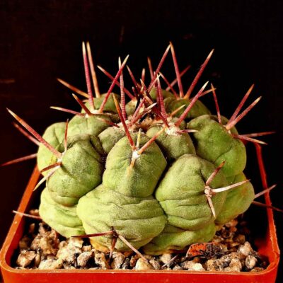 Thelocactus hexaedrophorus SB 291