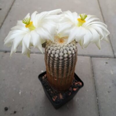 Echinocereus rigidissimus - v.rubrispinus L088 - cv. k.w.Beisel - біла квітка  -PP-