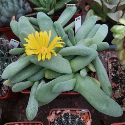 601 Glottiphyllum oligocarpum весь горщик , вік 12 років