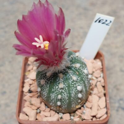 1022 Astrophytum asterias 'Akabana'