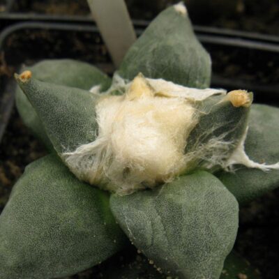Ariocarpus furfuraceus із посіву Cauliflower №4