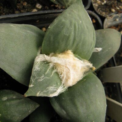 Ariocarpus furfuraceus із посіву Cauliflower №5