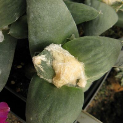 Ariocarpus furfuraceus із посіву Cauliflower №6