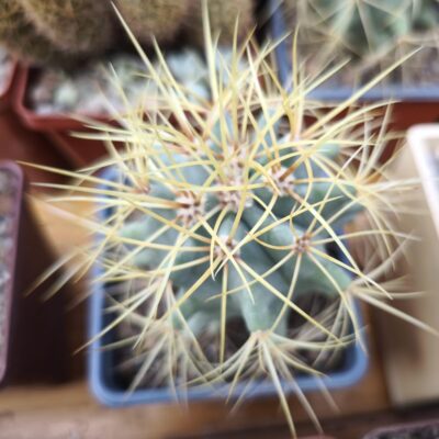 Ferocactus glaucescens