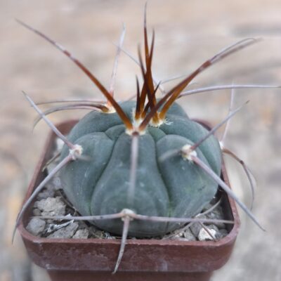 Gymnocalycium spegazzinii ssp. cardenasianum