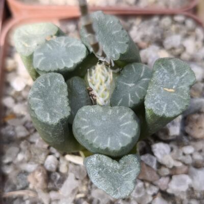 Haworthia maughanii MG 39.08