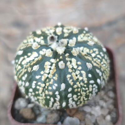 Astrophytum asterias Superkabuto