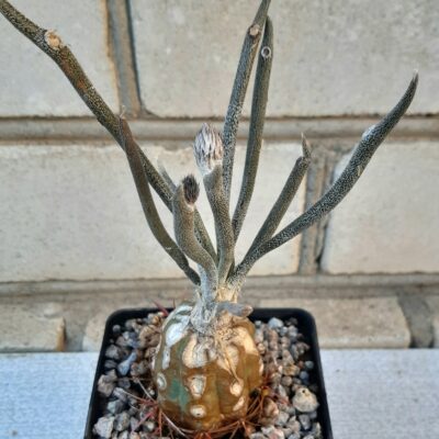 Digitostigma caput-medusae