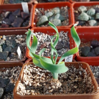 Albuca concordiana