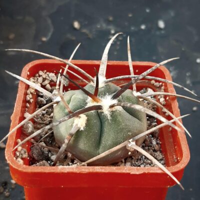 Gymnocalycium armatum VoS 03-074, Tarija (El Paichu 2700 m), Bol