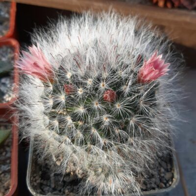 Mammillaria bocasana 'roseiflora'