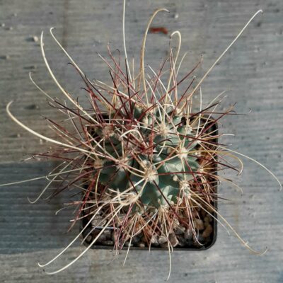 Glandulicactus uncinatus 'wrightii'