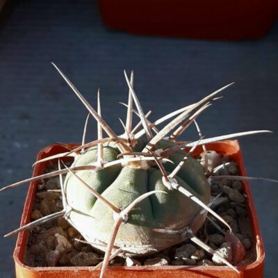 Gymnocalycium cardenasianum 'pseudoarmatum' HTH143 Iscayachi to El Puente, junction for Tomayapo / Obispo, Tarija Bol