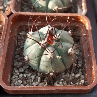 Gymnocalycium cabreraense VoS 16-2122 Cerro Cabrera, Alto Paraguay 555m