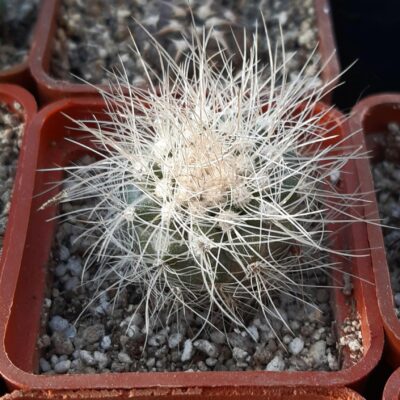 Copiapoa krainziana, upper Qda San Ramon
