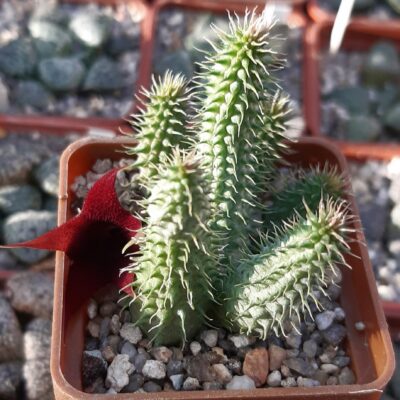 Huernia pillansii ('Cocklebur')