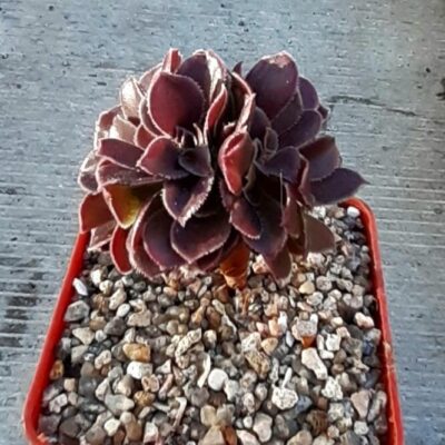 Aeonium 'Velour' cristata