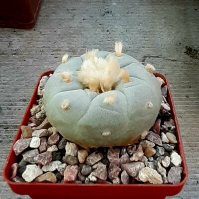 Lophophora fricii