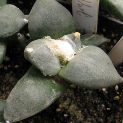 Ariocarpus furfuraceus із посіву Cauliflower №2